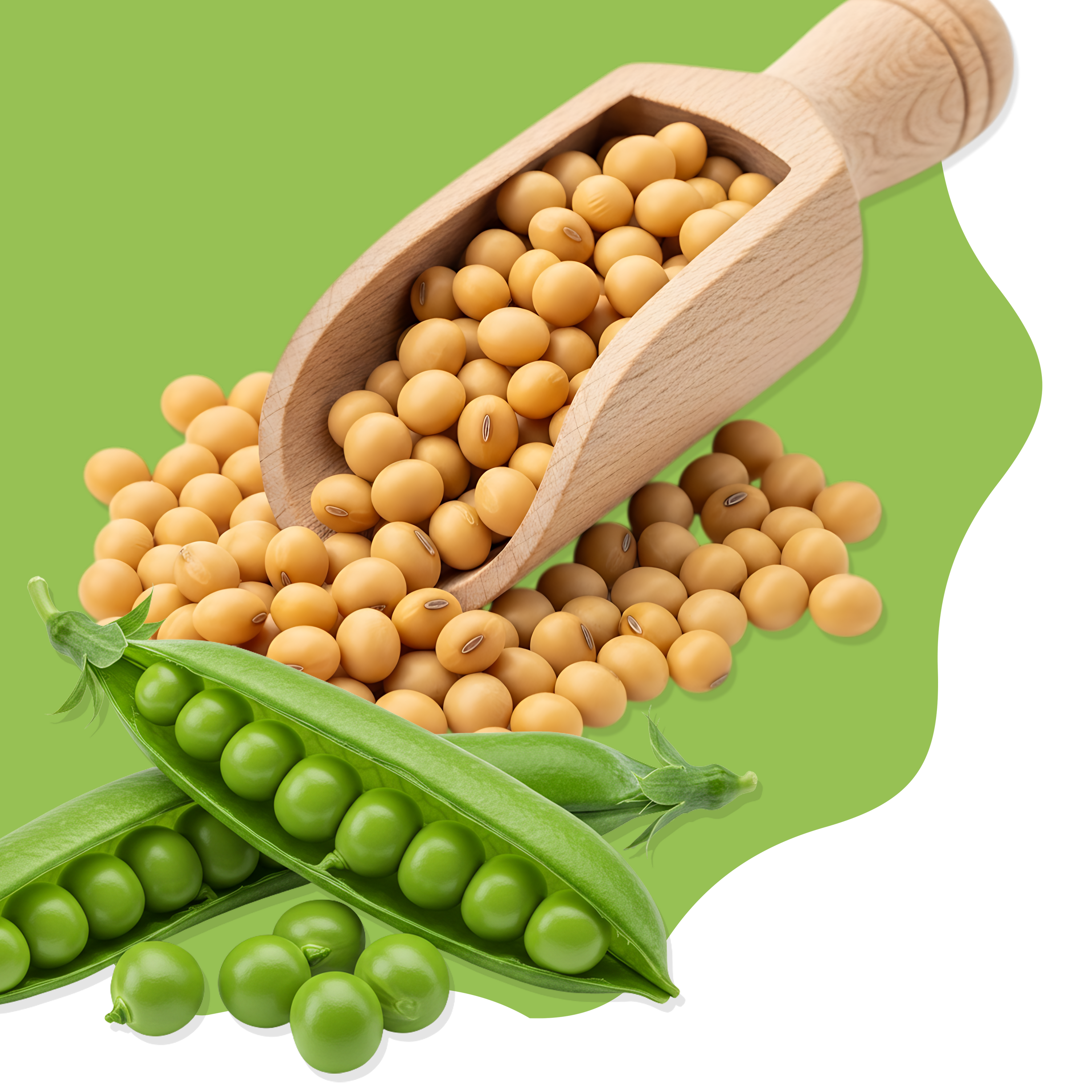 Wooden scoop filled with yellow soybeans on a green background with green peas.