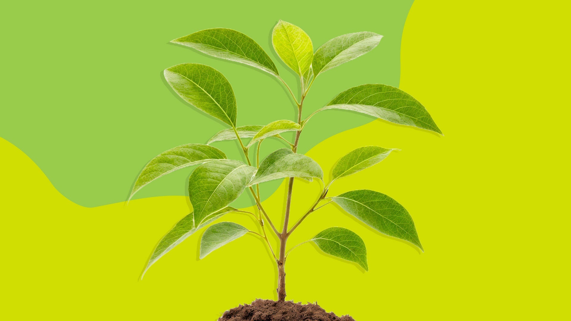What Is a Certified B Corporation — and Why Should You Care?
